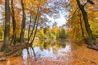 Pond in forest covered with beech tree leaves in autumn