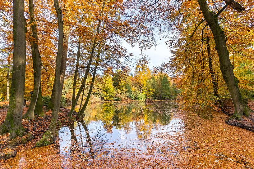 Teich im Wald mit Buche bedeckt Blätter im Herbst Saison von Ben Schonewille