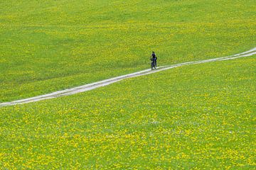 à travers la prairie de pissenlits sur Walter G. Allgöwer