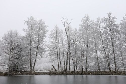 Schwackenreuter See in mist en rijp gezien - Landkreis Konstanz