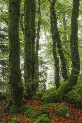 Moss Synphony