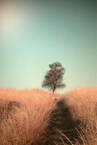 Grass and Path, Jaap van den