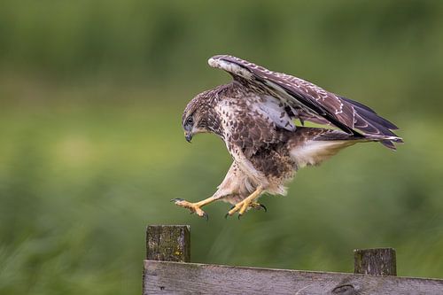 Buzzard