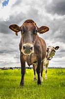 Speelse koeien in Brabant