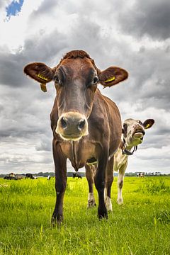 Speelse koeien in Brabant van Ricardo Van diggelen