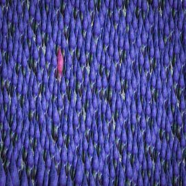 Irises by Klaartje Majoor