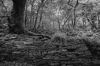 Shadows in the forest