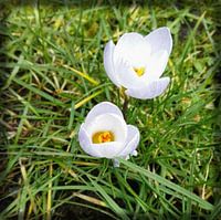 Crocus II