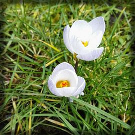 Crocussen II von Kuba Bartyński