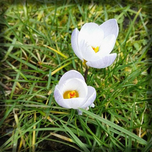 Crocussen II