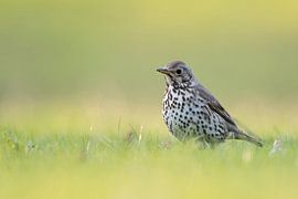 Song Thrush *Turdus philomelos* in spring