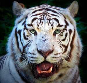 Der weiße Tiger