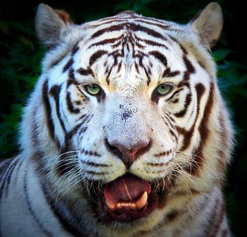 Le tigre blanc sur Maickel Dedeken