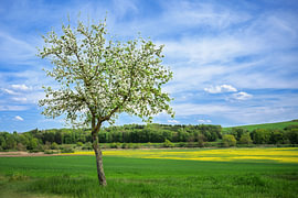 Blühender Obstbaum über grünen Wiesen im Frühlingslicht von ManfredFotos