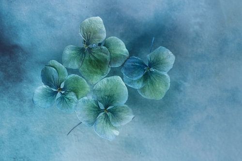 hydrangea in blue