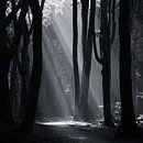 Speulderbos Sunbeams black and white by Vincent Fennis thumbnail