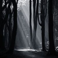 Speulderbos Zonnestralen zwart wit