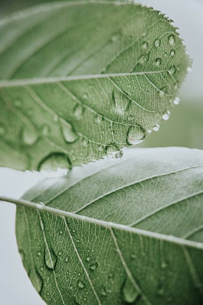 Gouttes de pluie sur les feuilles par Melissa Peltenburg