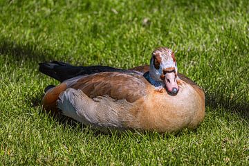BADEN-WÜRTTEMBERG: DE NILGANS IN DE PALEISTUINEN VAN STUTTGART van Photoart-Naegele