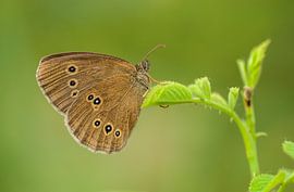 Bullfinch against green background