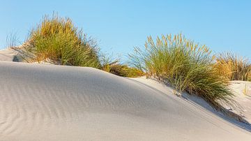 Dunes de sable avec herbe de dunes sur Terschelling