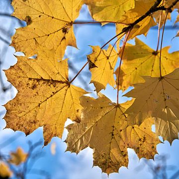 Bladeren van een Noorse esdoorn met heldergele herfstkleuren