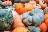 Photo of pile of pumpkins