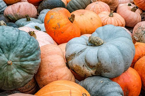 Photo of pile of pumpkins