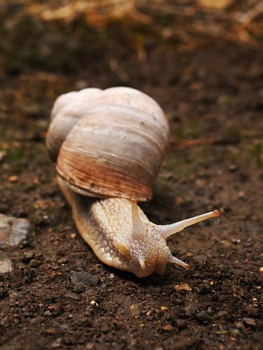 Weinbergschnecke 1