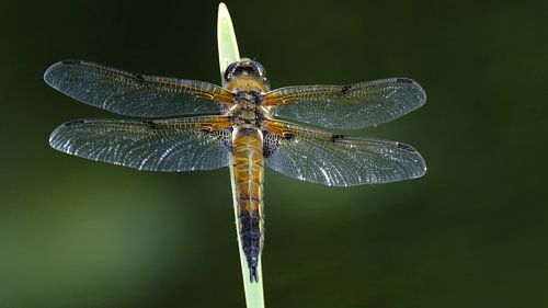 Vierfleck-Libelle