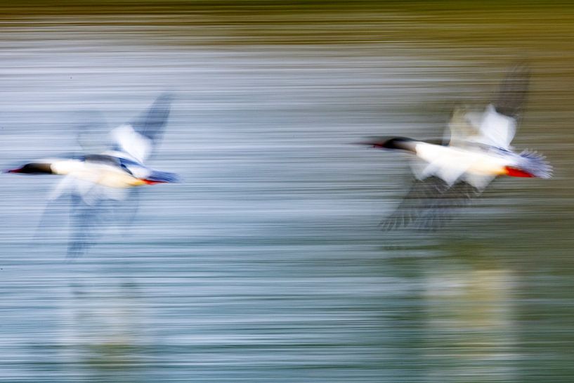 Goosander in vlucht van Andreas Müller