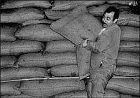 Hauling cocoa beans