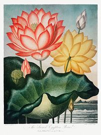 Robert John Thornton - Egyptian Bean by Old Masters