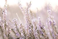 Purple heather at sunset