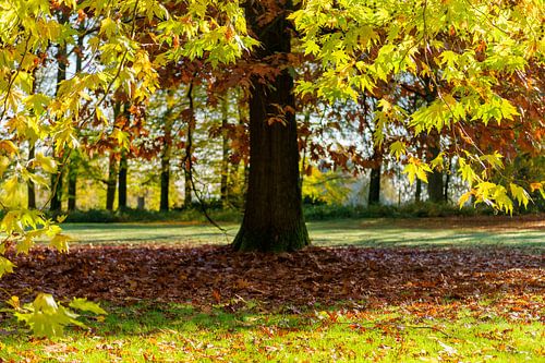 Tweekleuren dominantie tijdens herfst