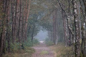 Ein nebliger Morgen im Wald