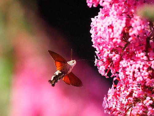 Spread your wings and show your true colours