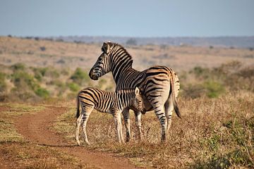 Zebra foal stands next to its mother by Annelies69