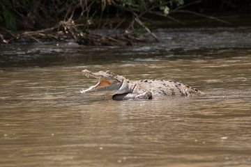 Crocodile dans le fleuve au Costa Rica. sur Mirjam Welleweerd