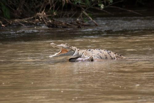 Crocodile in the river in Costa Rica.