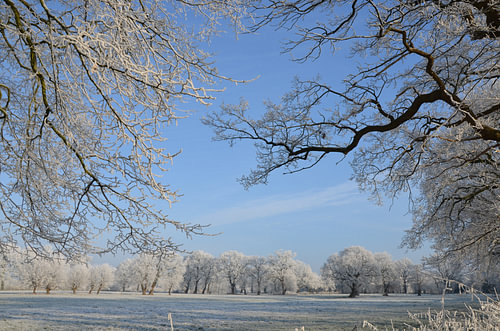 Trees