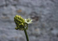 Photo of a flower in bud