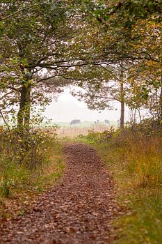 Blick vom Waldrand auf die Wiese. Schön als Kunstrahmen oder auf Leinwand.