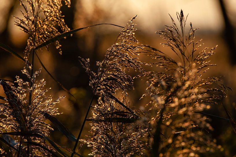 golden hour on the waterfront by Hilda van den Burgt