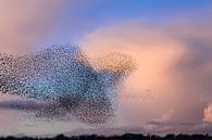Spreeuwenwolk in de lucht tijdens zonsondergang van Sjoerd van der Wal Fotografie thumbnail