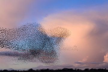Starling murmuration in the sky during sunset