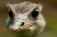 nieuwsgierige struisvogel (nieuwsgierig aagje)