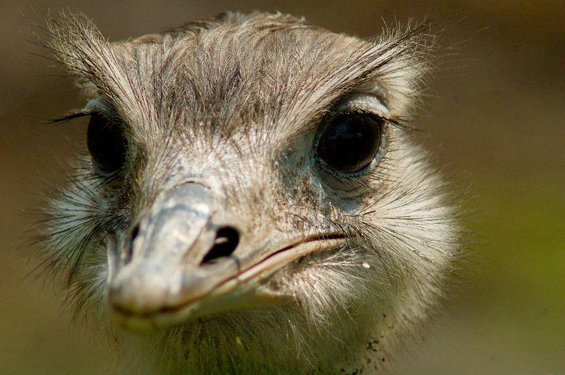 nieuwsgierige struisvogel (nieuwsgierig aagje) par vanetty onderstal