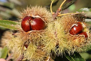 Chestnuts or sweet chestnuts in the shell