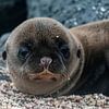 Galápagoszeeleeuw van Maarten Verhees